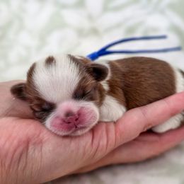 Grover Cleveland - Blue Collar - Gold and white male Shih Tzu puppy in Troy, Ohio from Oodles of Doodles