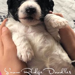 Goldendoodle Puppies from Snow Ridge Doodles