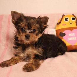 Eloise - Black and tan female Yorkshire Terrier puppy in Greenwood, Wisconsin from Selah and Co.