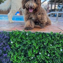 Australian Labradoodle Puppies from QuiSal Labradoodles