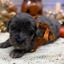 Maline - Merle male Goldendoodle puppy in Lisbon, Ohio from Willow Lane Doodles