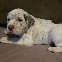 Magic - Chestnut male Braque du Bourbonnais puppy in Deer Lodge, Tennessee from Steady Wind Braque du Bourbonnais Pointers