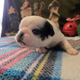 Boy 2 - Fawn male Pug puppy in Auburn, Kentucky from Prentice Family Pugs, Bugs & Corgis