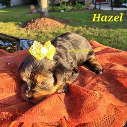 Yorkshire Terrier Puppies from Port City Yorkies LLC