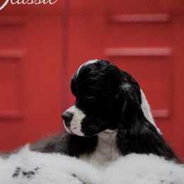 Dylan - Cocker Spaniel