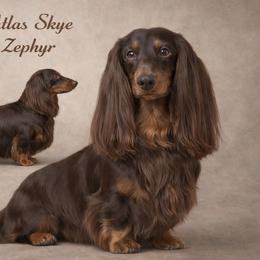 Atlas - Dachshund