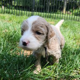 Denver - black collar - Gold male Labradoodle puppy in Fostoria, Michigan from North Country Kennel Club