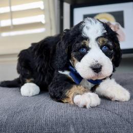 Theodore - Tri-color male Bernedoodle puppy in Murray, Utah from Sun Valley Doodles