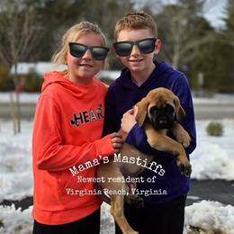 Coop - Fawn male Mastiff puppy in Carthage, Missouri from Mama’s Mastiffs