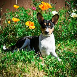 Raiden - Basenji puppy from Triforce Basenjis