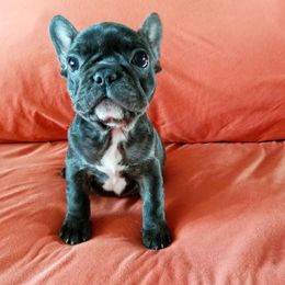 French Bulldog Puppies from Toley's French Bulldogs