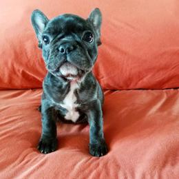 French Bulldog Puppies from Toley's French Bulldogs