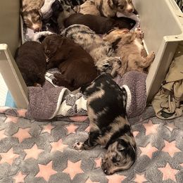 Australian Shepherd Puppies from Night Skye Aussies
