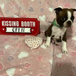 Boston Terrier Puppies from Heather's Boston Babies