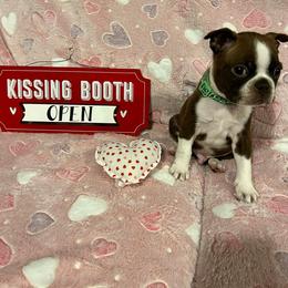 Boston Terrier Puppies from Heather's Boston Babies