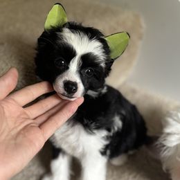 Pixie- Puff Girl - Black and white female Chinese Crested puppy in Tomball, Texas from Gracieux Chinese Cresteds