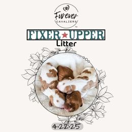 Cavalier King Charles Spaniel puppies from Furever Cavaliers