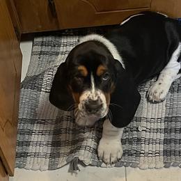 Basset Hounds from Home Grown Basset Hounds of Alabama