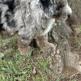"Blue Merle" Sheepadoodle Puppies from Dogwood Hills