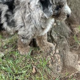 "Blue Merle" Sheepadoodle Puppies from Dogwood Hills