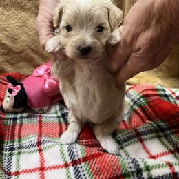 Tiara - Champagne female Maltipoo puppy in Lawrenceburg, Tennessee from LUV Poodles and Maltipoos