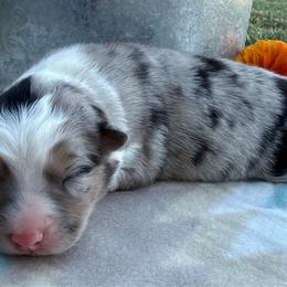 Sweet Girl 2-Blue Merle - Blue merle female Australian Shepherd puppy in Mayfield, Kentucky from Hamilton Farms