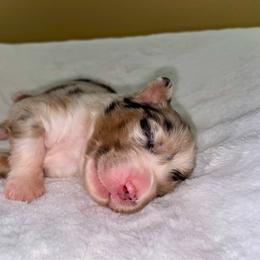 Blue Merle - Blue merle female Australian Shepherd puppy in Hayward, California from Grissom’s Aussies
