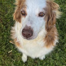 Juna - Australian Shepherd