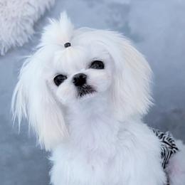 Sebastian - Maltese