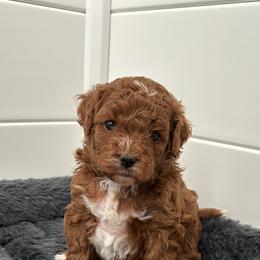 Bernedoodle, Cavapoo, Goldendoodle, and Poodle Puppies from Gypsi Doodles & Poodles