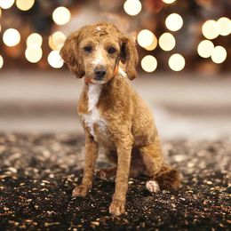 Brooks - Goldendoodle