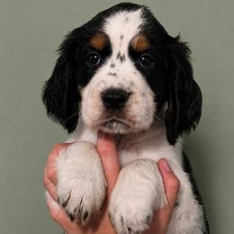 Foxy - Black white and tan female English Springer Spaniel puppy in Fort White, Florida from Thunderbird Springers