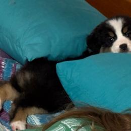 Kiss Me I'm Irish - Black tri-color female Australian Shepherd puppy in Touchet, Washington from Northwest Rainbow Aussies and Golden Retrievers