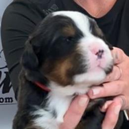 Red Collar Boy - Black rust and white male Bernese Mountain Dog puppy in Bristol, Tennessee from Holston Hollow Farm