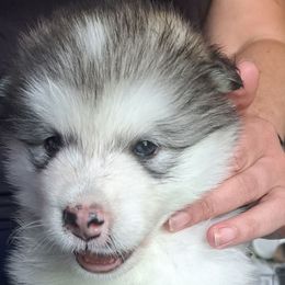 Girl 5 - Sable and white female Alaskan Malamute puppy in Prince William County, Virginia from SnoCap Kennel