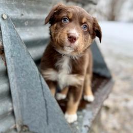 Eloise ASCA AKC - Red tri-color female Australian Shepherd puppy in Blomkest, Minnesota from Meljestic Farms