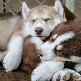 Siberian Husky Puppies from Rebel Huskys