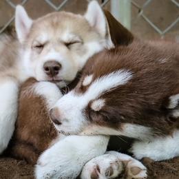 Siberian Husky Puppies from Rebel Huskys