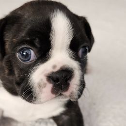 Boston Terriers from Lakeview Bostons
