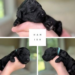 Hamish - male Golden Mountain Doodle puppy in Chester, South Carolina from Carolina Golden Mountain Doodles