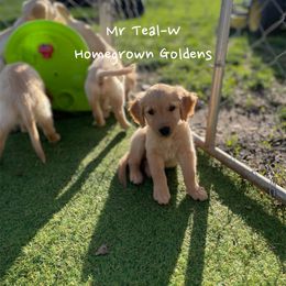 Golden Retriever Puppies from Homegrown Goldens