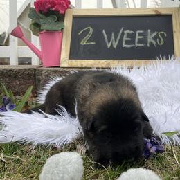Shiloh Shepherd Puppies from Echo Shilohs