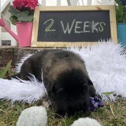 Shiloh Shepherd Puppies from Echo Shilohs