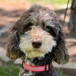 Lola - Goldendoodle
