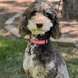 Lola - Goldendoodle