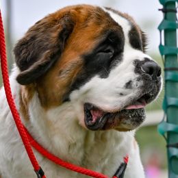 Saint Bernards from Wild Turkey Saints