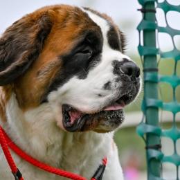 Saint Bernards from Wild Turkey Saints