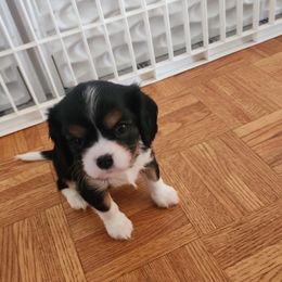 Girl 2 - Tri-color Cavalier King Charles Spaniel puppy in Federal Way, Washington from HRH Cavaliers