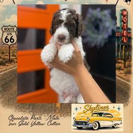 Skyliner - DallasTX - 4,000 - Chocolate male Goldendoodle puppy in Garland, Texas from Twilight Doodles
