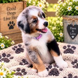 Purple - Blue merle female Miniature Australian Shepherd puppy in 32046, Florida from River Hill Ranch